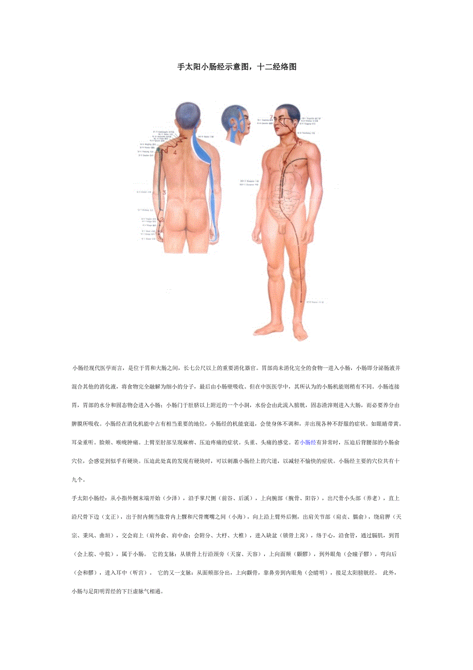 手太阳小肠经示意图，十二经络图_第1页