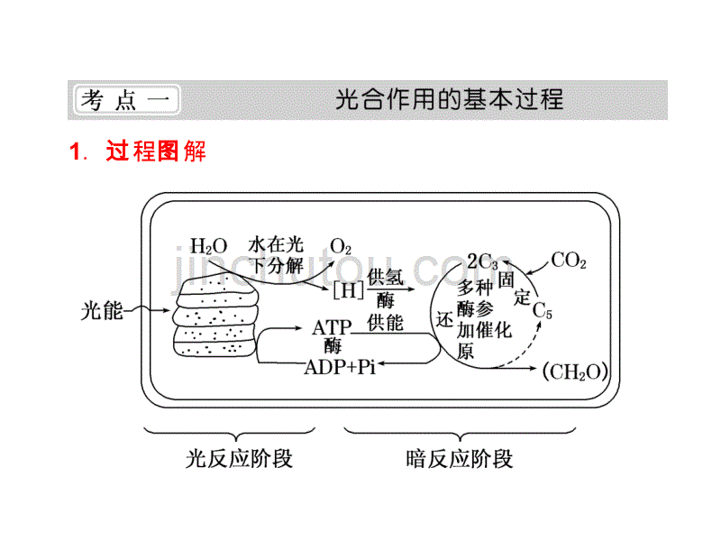 2012届高考生物创新二轮复习课件：第二部分专题四光合作用和细胞呼吸的原理_第4页