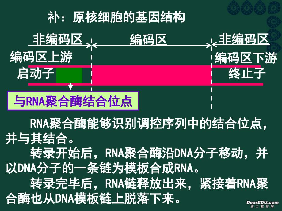 基因工程的基本操作程序3_第2页