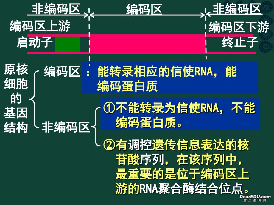 基因工程的基本操作程序3_第3页