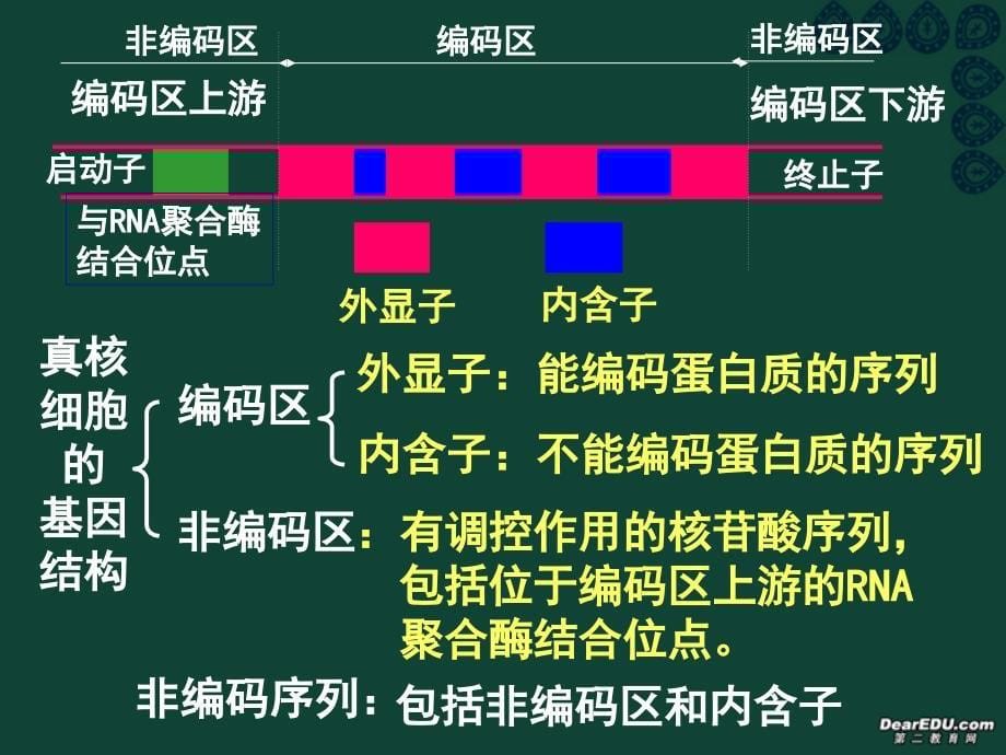 基因工程的基本操作程序3_第5页