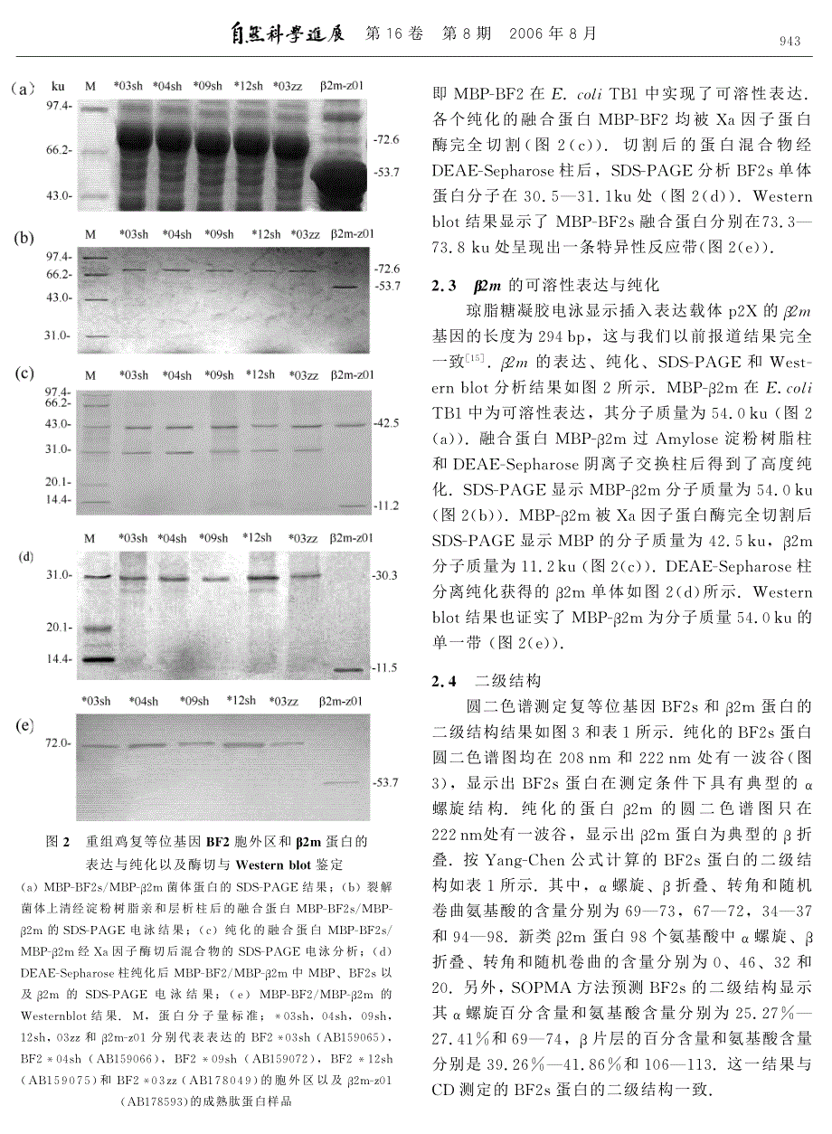 鸡复等位基因BF2与 β2m的结构解析.pdf_第4页