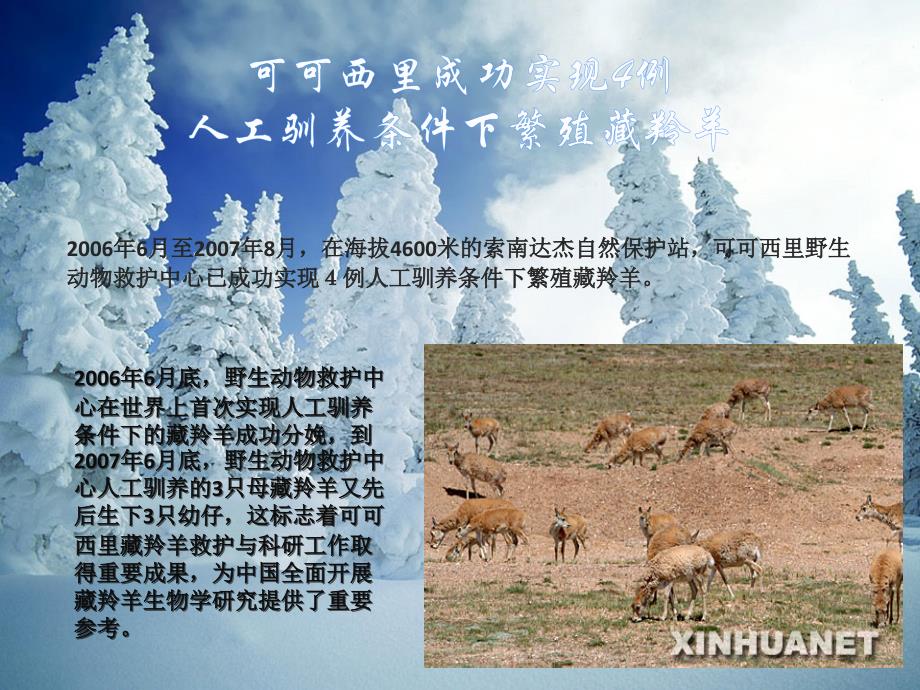 初一思想品德学生作业展示之藏羚羊人工驯养繁殖技术现状_第3页