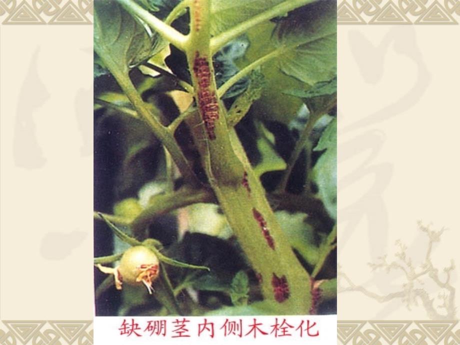 植物微量元素缺素症状_第3页