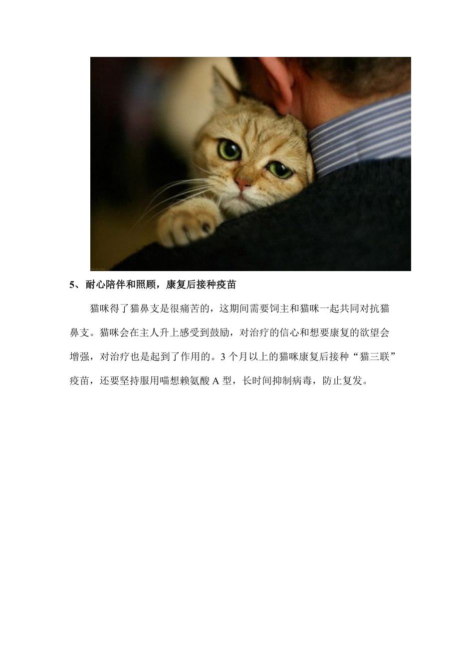 猫鼻支最快速的方法,治疗猫鼻支的妙招_第4页