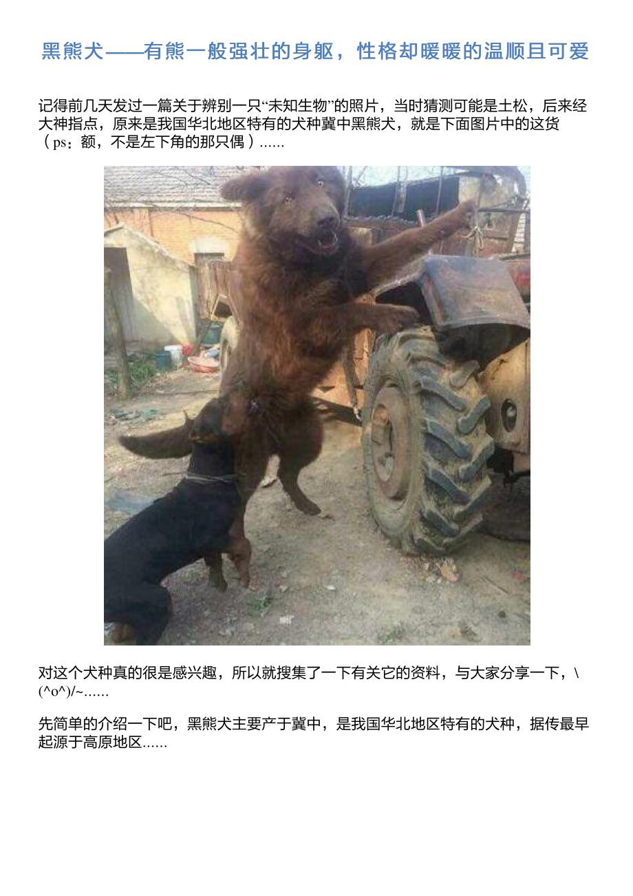 黑熊犬——有熊一般强壮的身躯,性格却暖暖的温顺且可爱_第1页