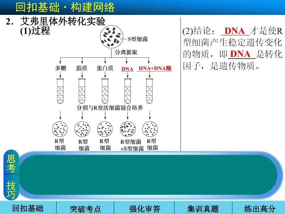 高三生物一轮复习 dna是主要的遗传物质_第5页