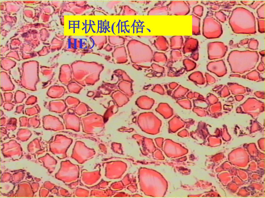 内分泌系统实习_第2页