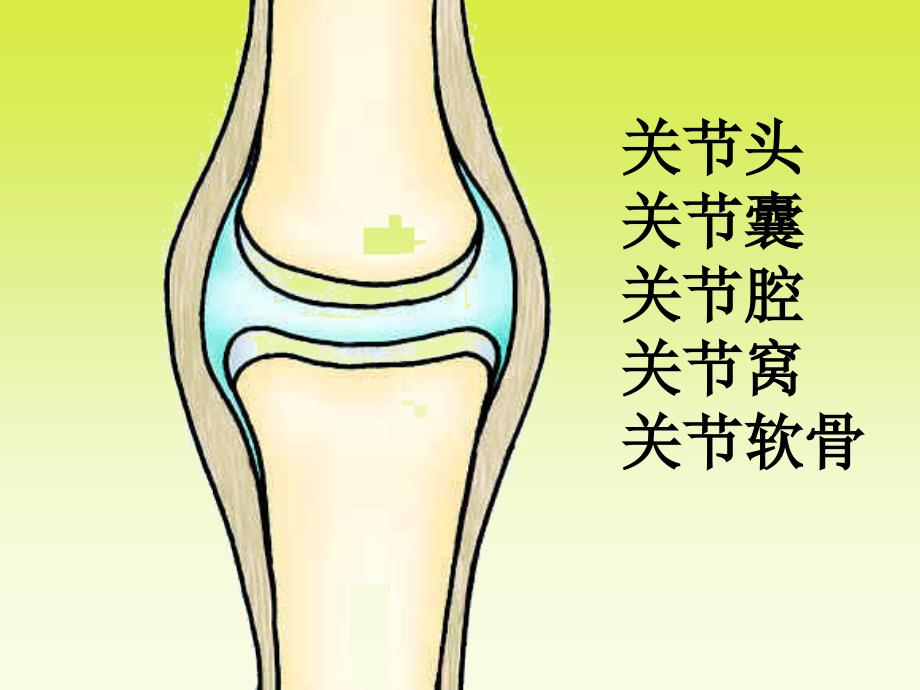 高二史地生动物的运动和行为_李合英_第2页