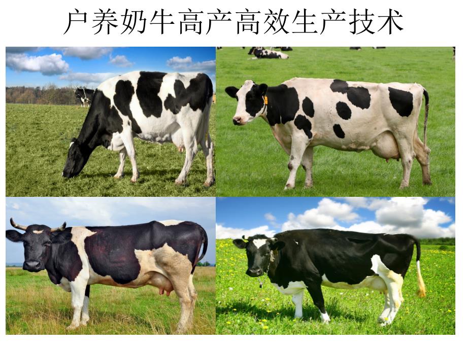 户养奶牛高产高效生产技术_第1页