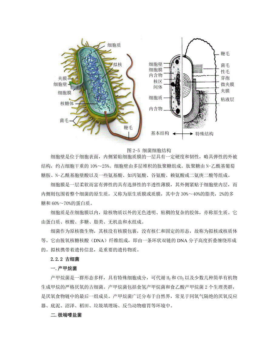 微生物的形态结构及其与环境的关系_第3页