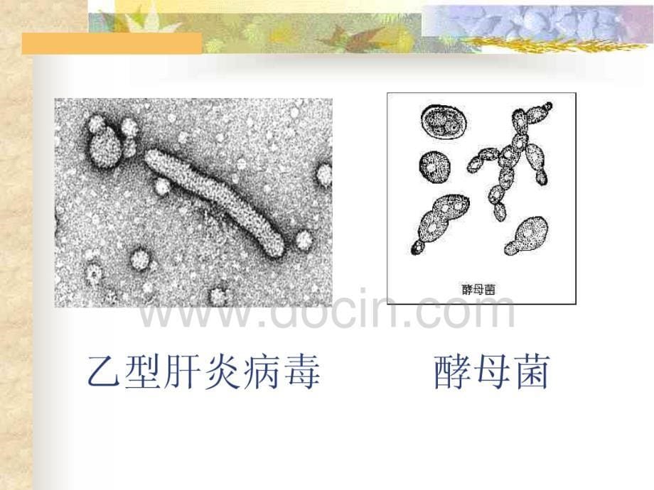 微生物与洁净区操作常识_第5页