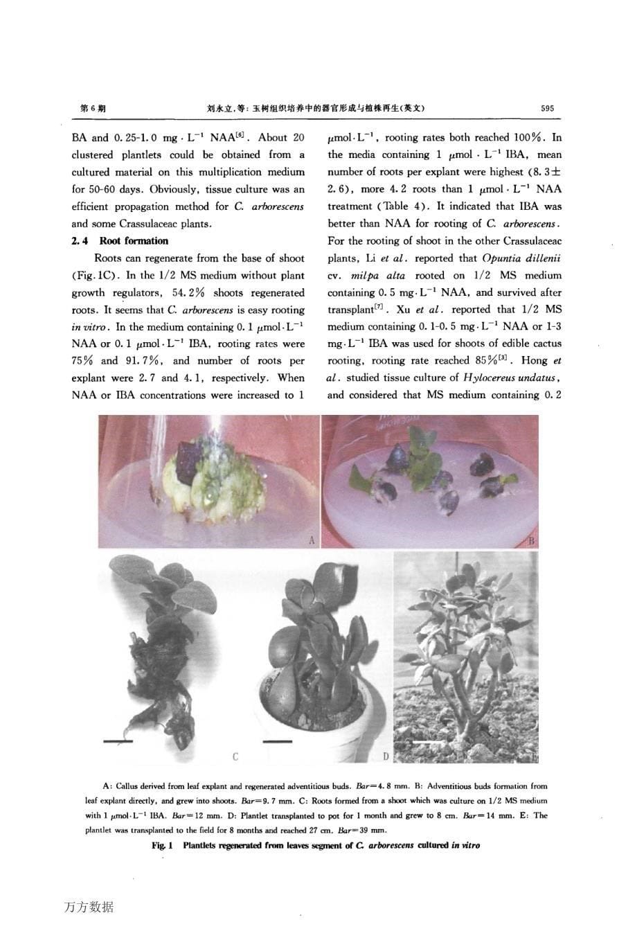 玉树组织培养中的器官形成与植株再生_第5页
