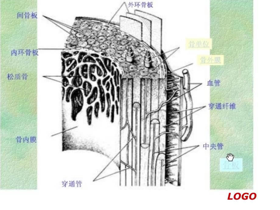 解剖学基础-结缔组织二_第3页