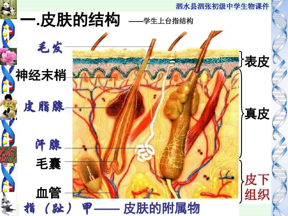 汗液的形成和排出_第5页