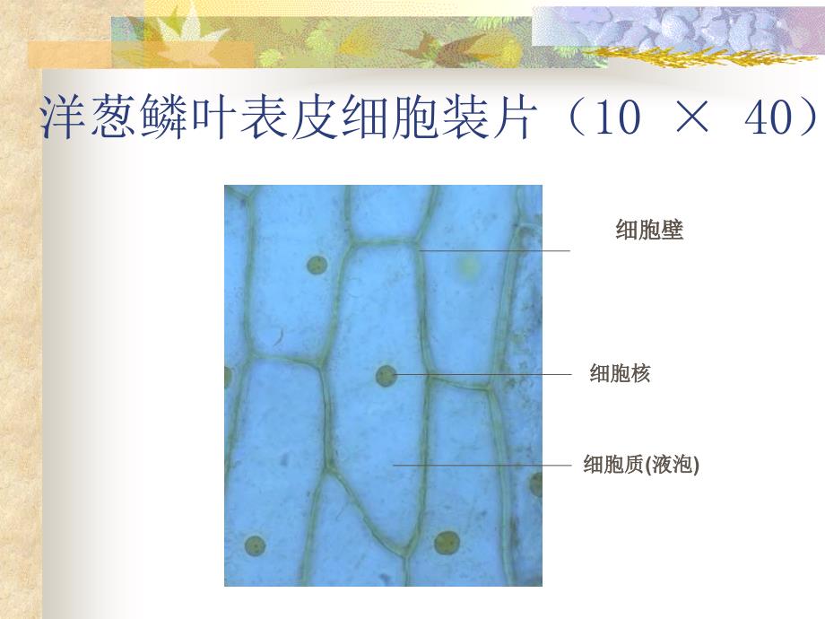 【高一生物】练习显微镜的使用方法_第2页