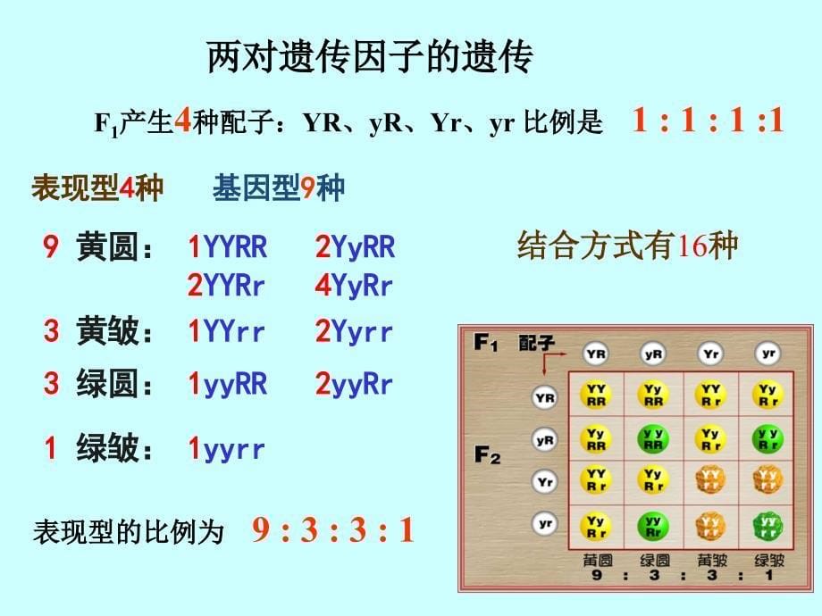 生物②必修1.2《孟德尔的豌豆杂交实验(二)》PPT课件_第5页