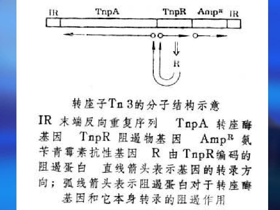 dna的转座机制_第5页