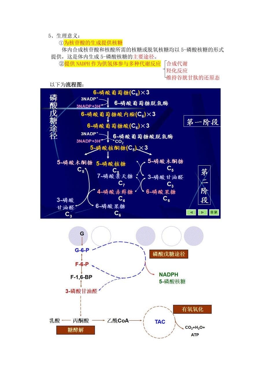 生物化学糖代谢知识点总结_第5页