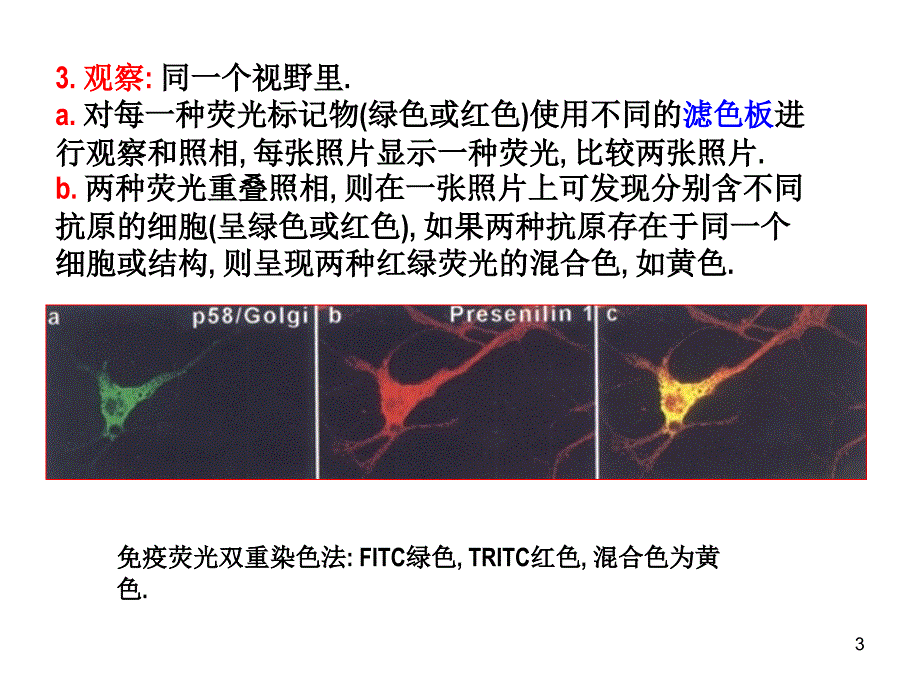 免疫组化双重染色技术_第3页