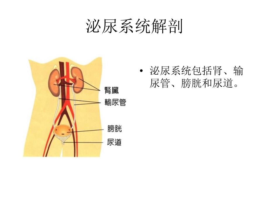 泌尿系统解剖生理特点_第3页
