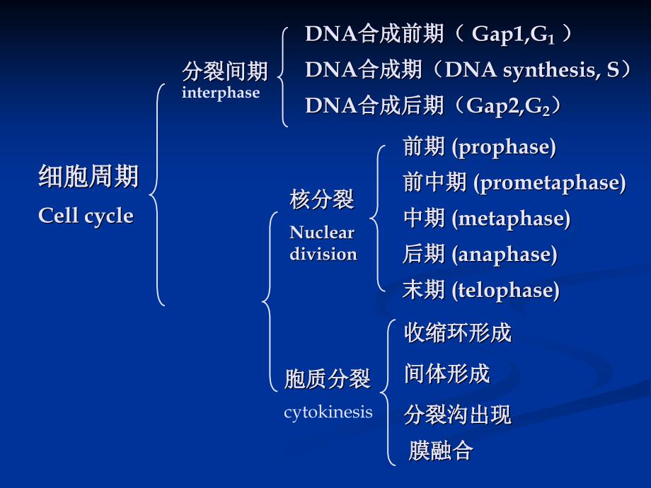 马蛔虫子宫横切片_第4页