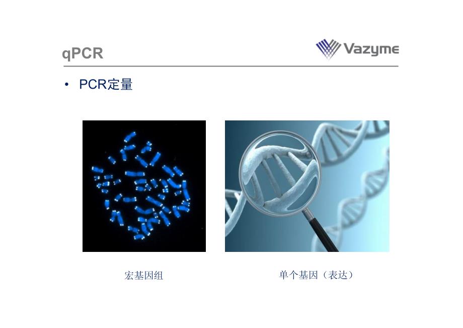 Vazyme荧光定量PCR(qPCR)技术座资料_第3页