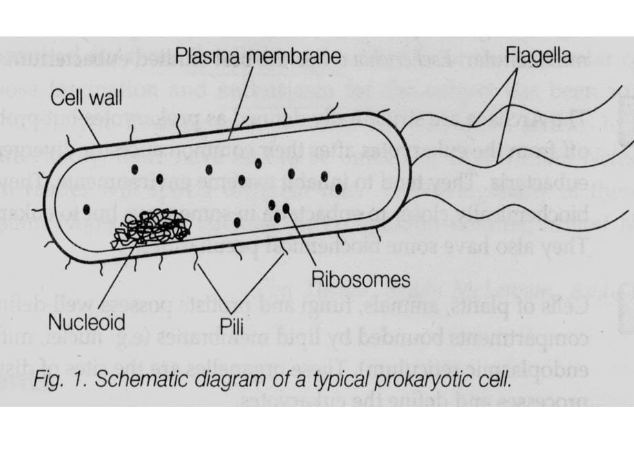 细胞与生物大分子以及染色体结构_第5页