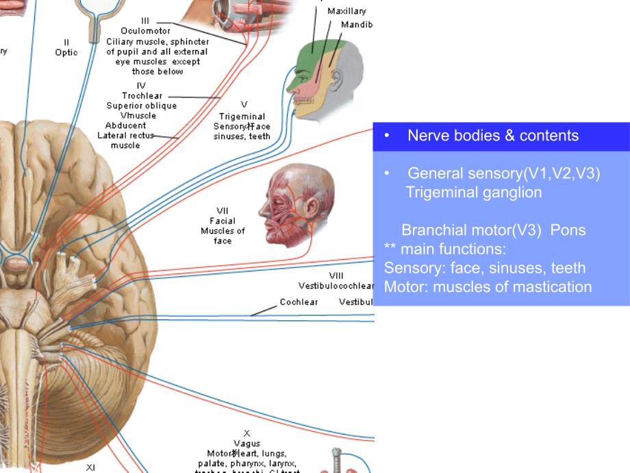 (神经解剖学)Trigeminal Nerve V_第2页