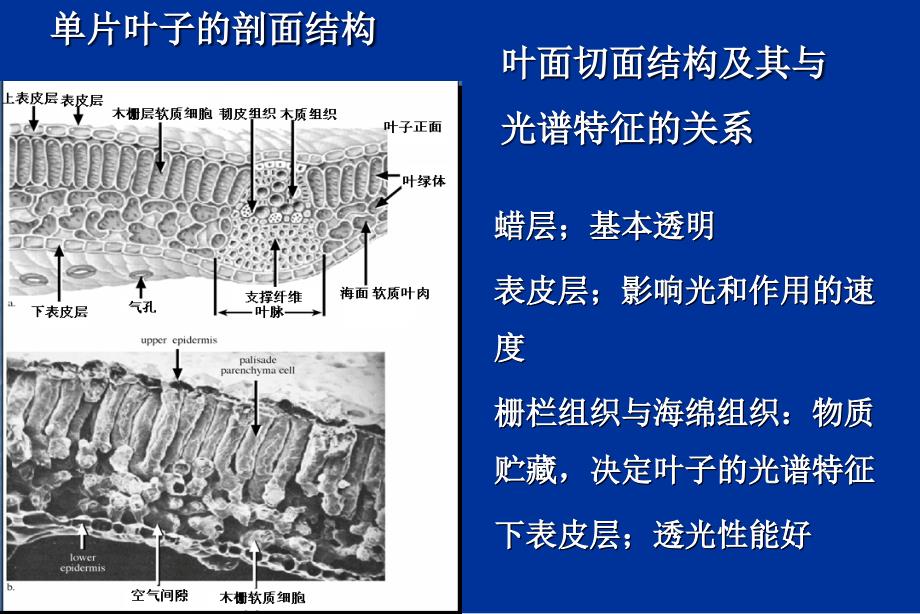 (定量遥感课件）地物光谱特征_第2页