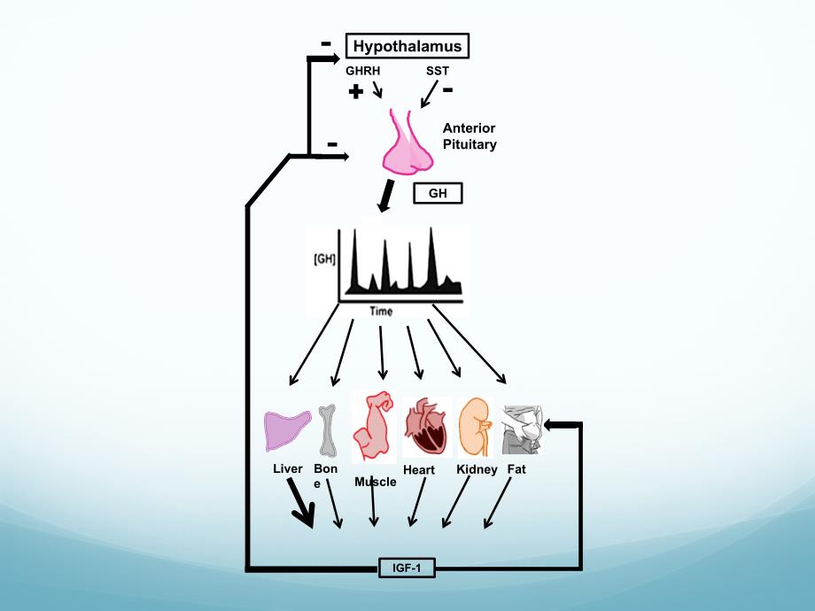 (食品质量与安全研讨会)Cardiac Calcium Channel Expression in Heart Specific GH Receptor Gene Disrupted Mice_第3页