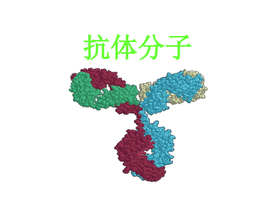 (分子生物学本科生课件)抗原抗体主要组织相容性抗原_第4页