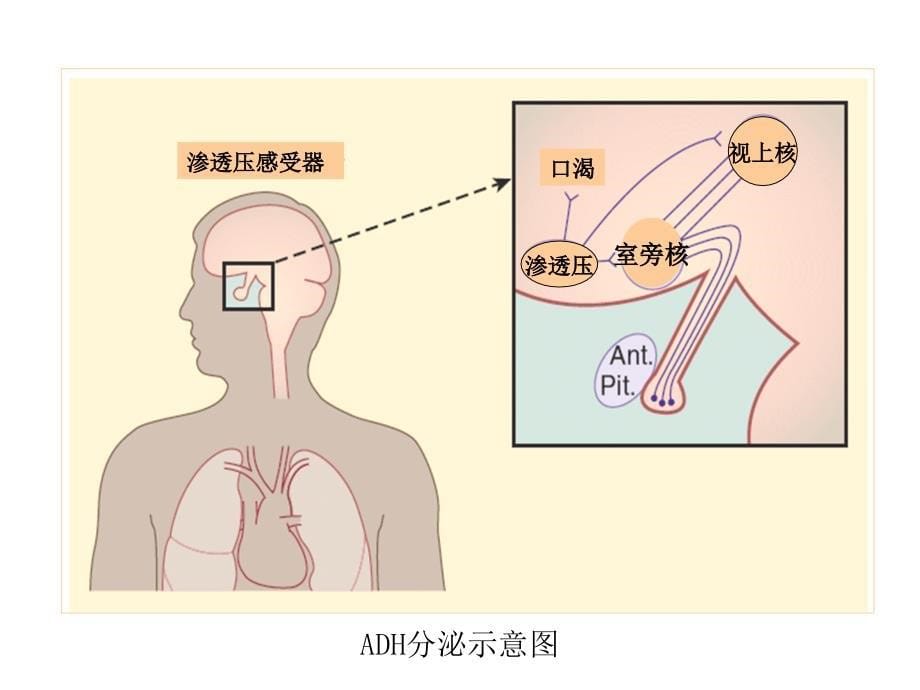 (内科二课件)尿崩症_第5页