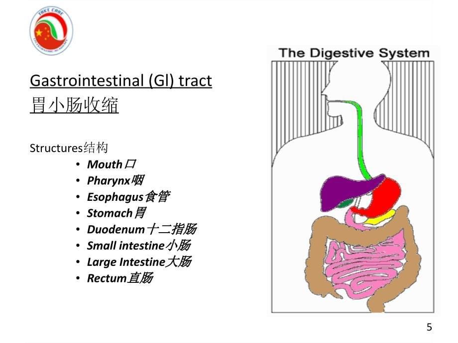 (意大利整骨）内脏中英文_第5页