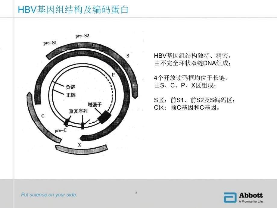 乙肝两对半_第5页