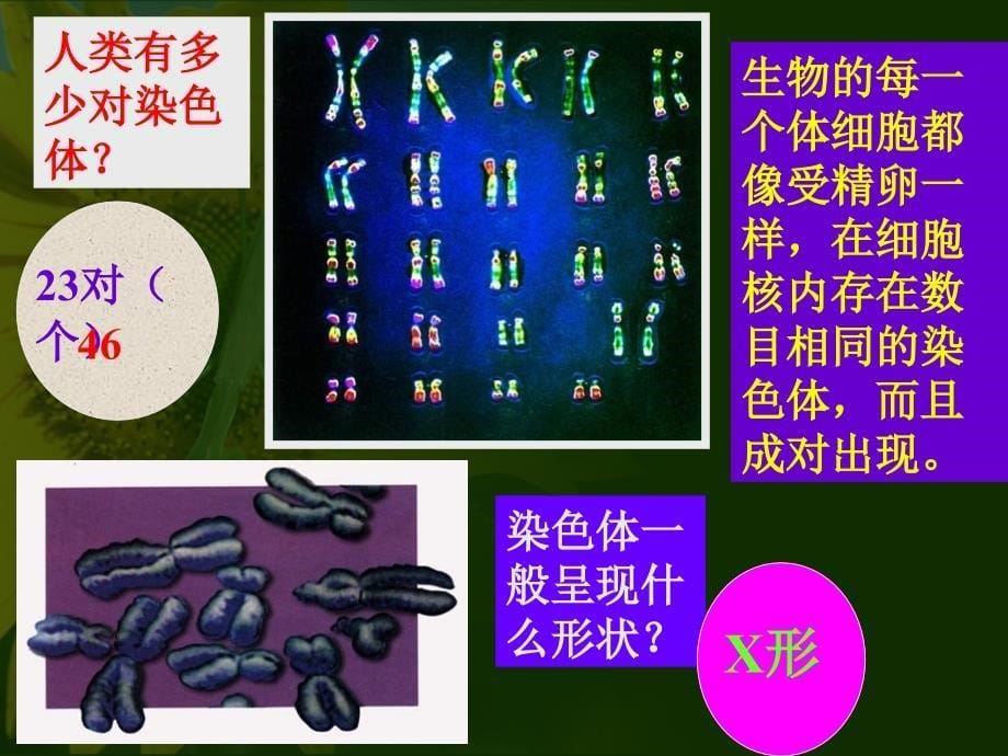 《基因在亲子代间的传递》_第5页