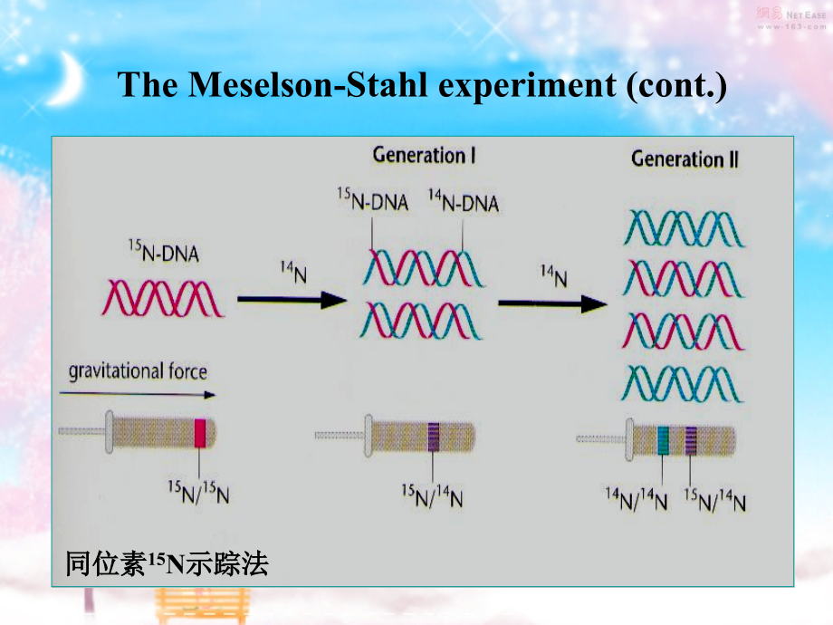 the fourteenth chapter transfer and expression of genetic information 遗传信息的传递与表达 分子生物学课件_第3页