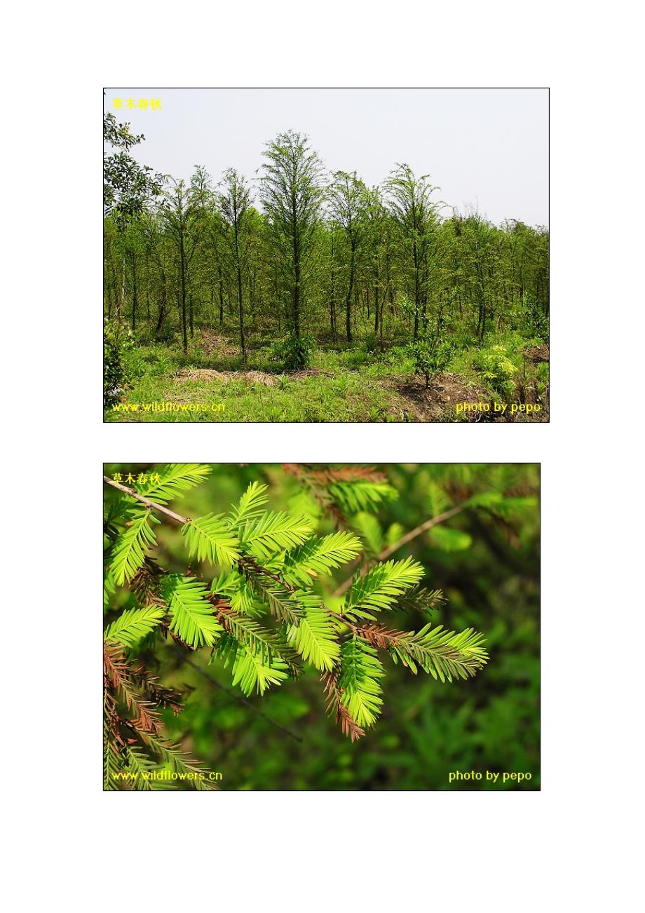 墨西哥落羽杉 taxodium mucronatum_第2页