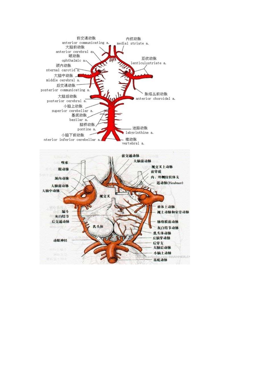 WILLS动脉环_第1页