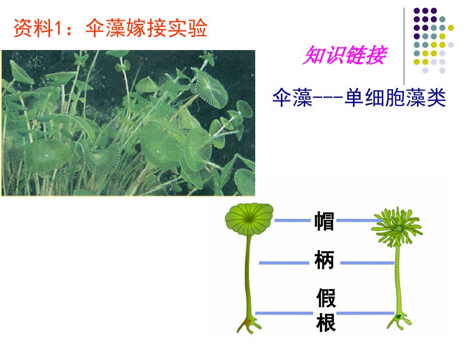 细胞核-系统的控制中心_第4页