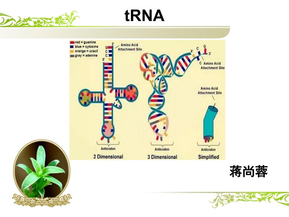 tRNA的结构_第1页