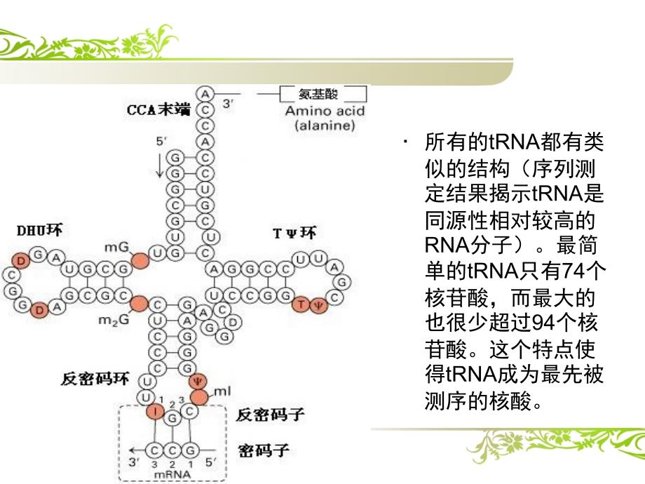 tRNA的结构_第2页