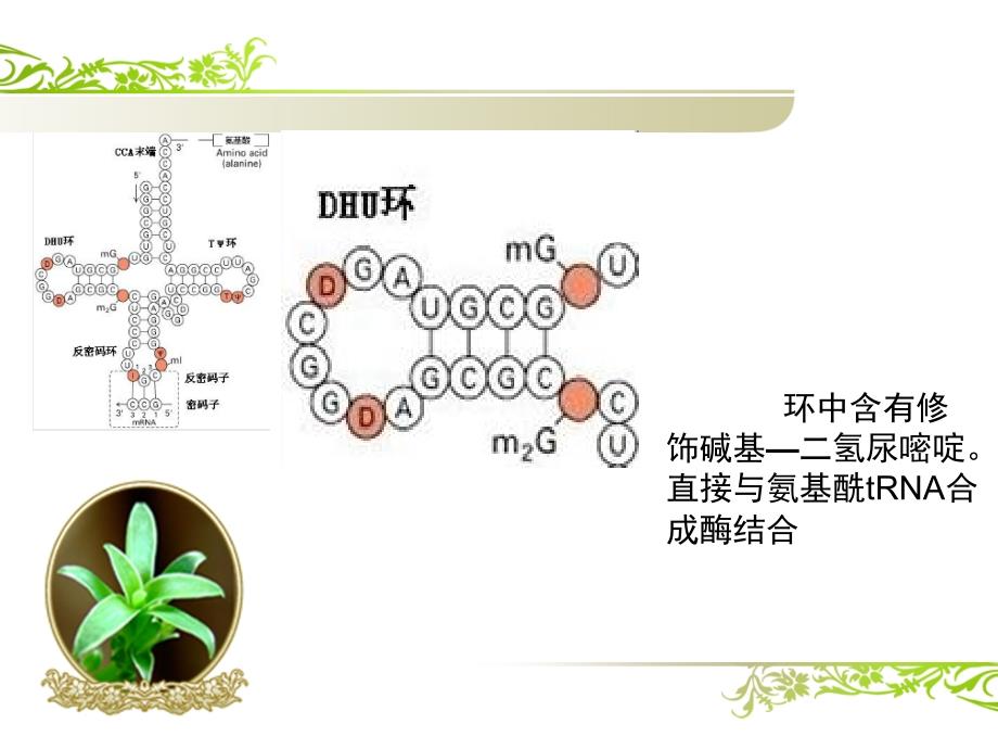 tRNA的结构_第4页