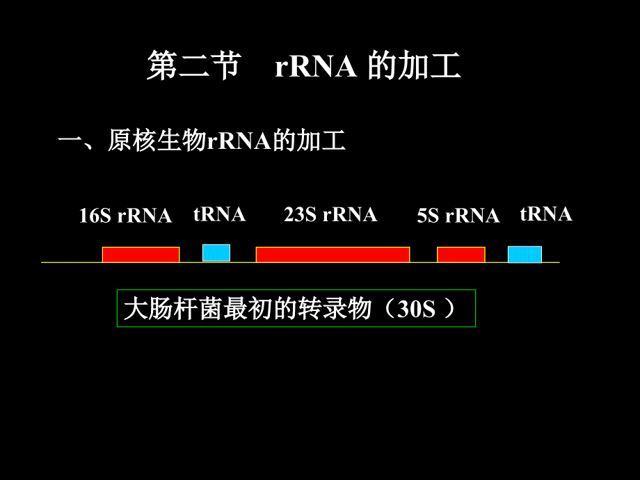 RNA的加工_第4页