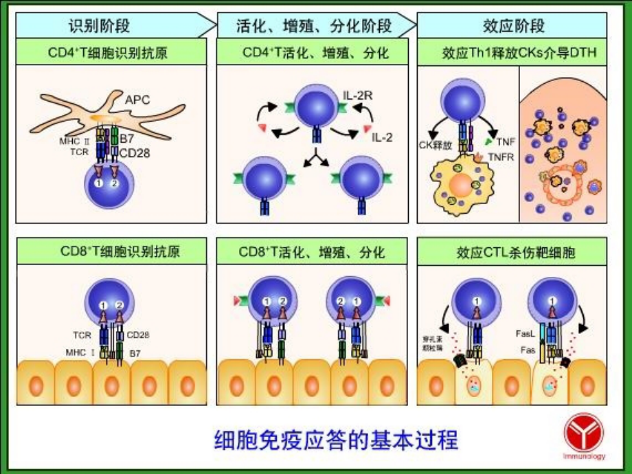 免疫学10t细胞介导的细胞免疫应答_第2页