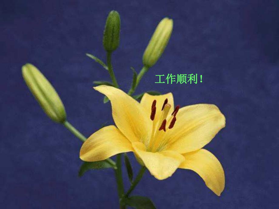 国庆鲜花送祝福课件_第4页