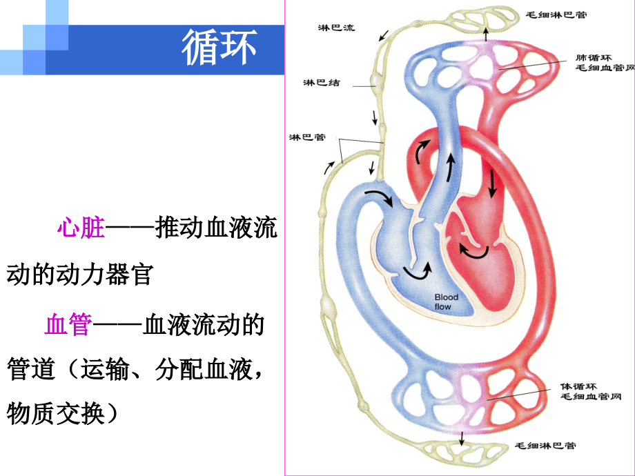 ★风湿病、心内膜炎、心瓣膜病幻灯片_第2页