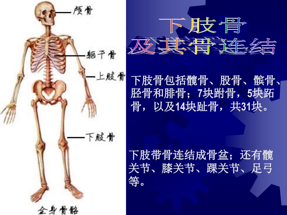 E下肢骨及其骨连结 临床医学专业人体解剖学课件_第1页