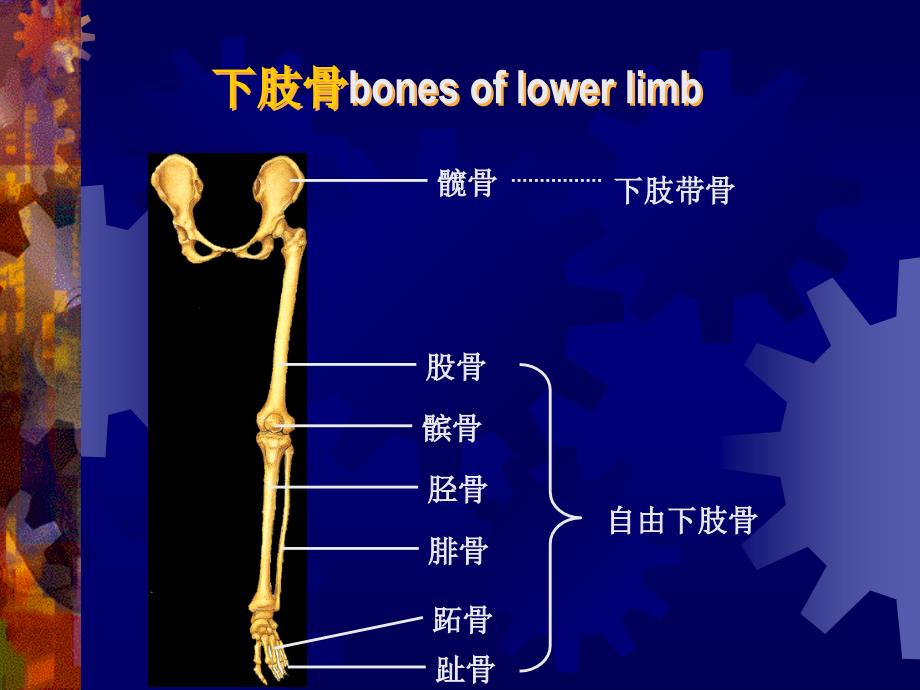 E下肢骨及其骨连结 临床医学专业人体解剖学课件_第2页