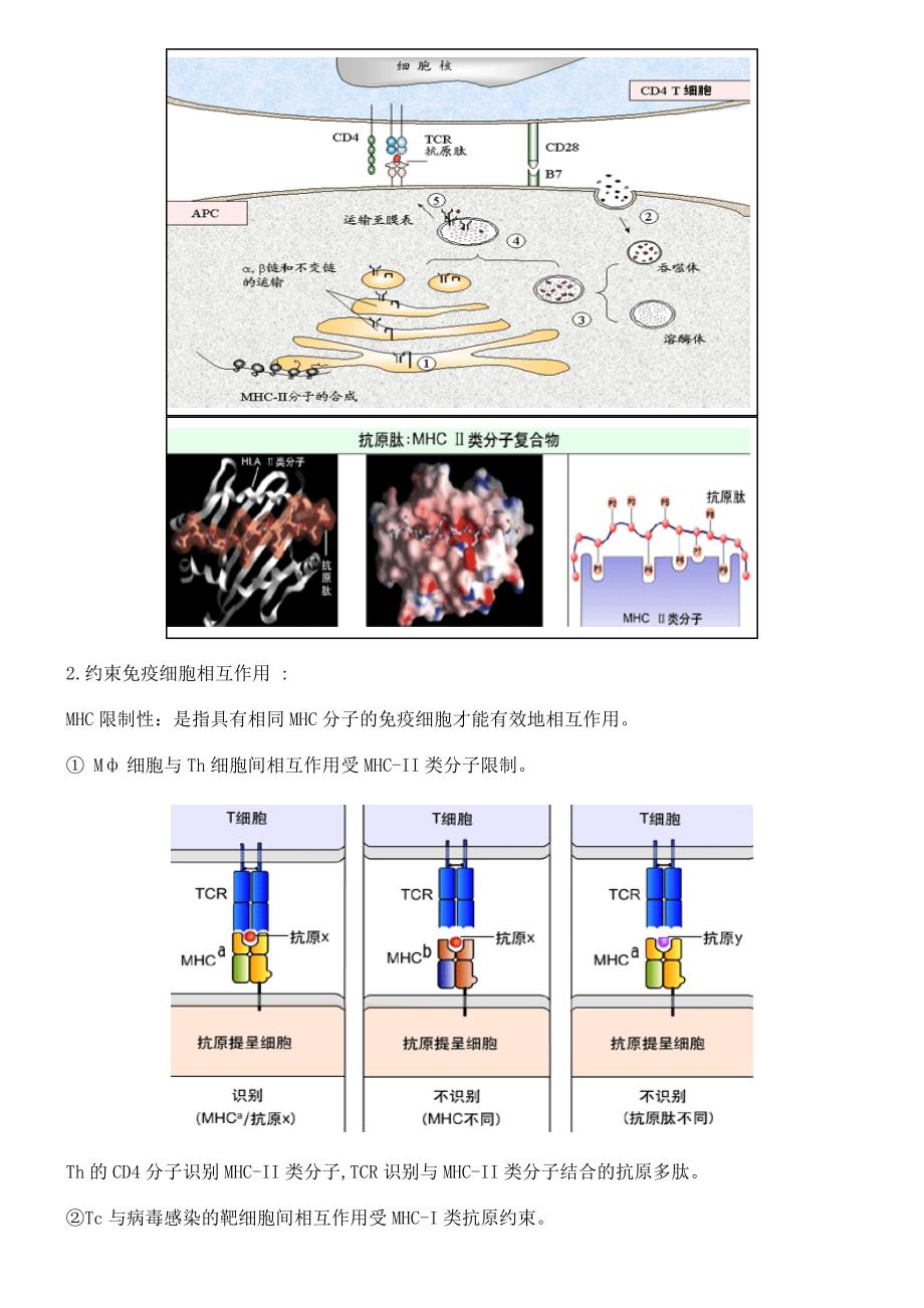 HLA基本知识_第4页